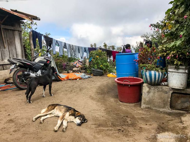 volcano acatenango dogs guatemala