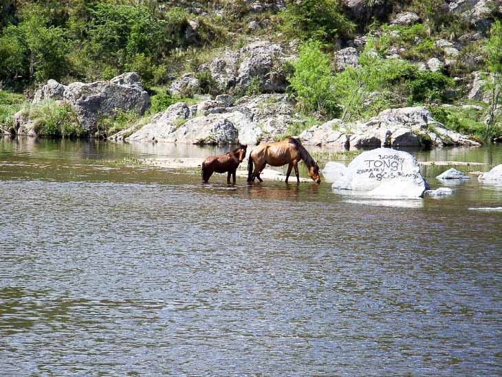 Nature Argentina near Cordoba Horses