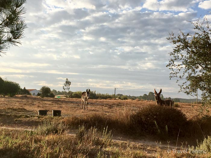 donkeys nature alentejo countryside zen relaxing