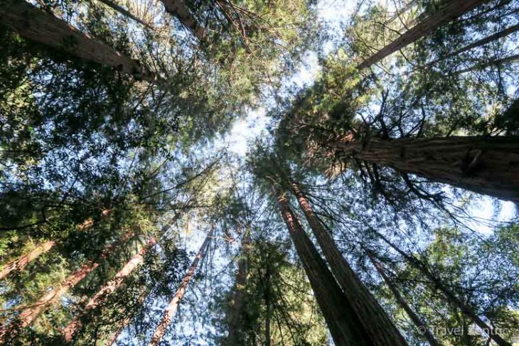 Muir Woods, National Park, Redwood Trees