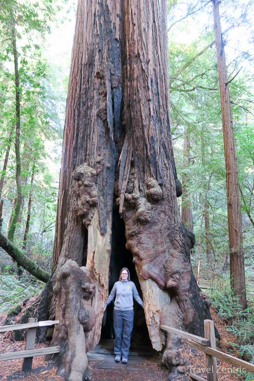 muir woods, national park, usa