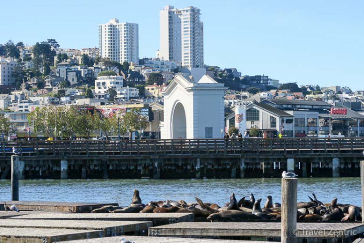 san francisco, fisherman's wharf, seals